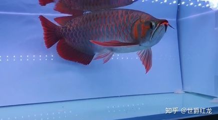 紅龍魚養(yǎng)殖視頻教程大全集（紅龍魚養(yǎng)殖視頻教程大全集下載）