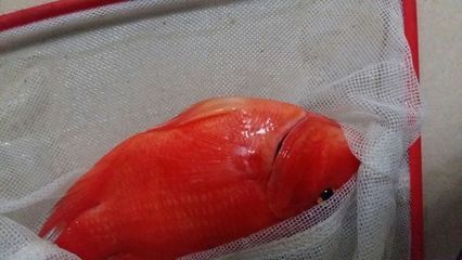 魚(yú)缸過(guò)濾水槽圖片大全視頻教程（魚(yú)缸過(guò)濾水槽圖片大全視頻教程下載）