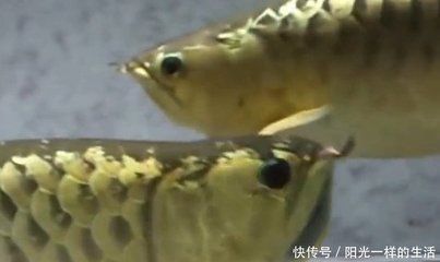 最便宜的龍魚(yú)品種排名榜（最便宜的龍魚(yú)品種排名榜圖片） 龍魚(yú)疾病與治療