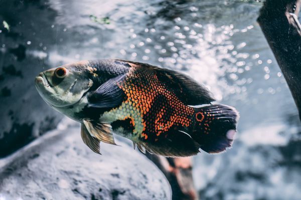 龍魚蝴蝶鯉