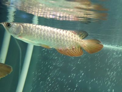 西安市碑林区自由岛水族馆（西安市碑林区自由岛水族馆电话）