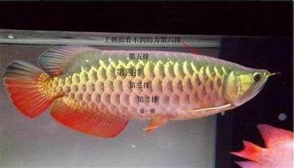 紅龍魚養(yǎng)幾年可以達到正紅色標準嗎（紅龍魚養(yǎng)幾年可以達到正紅色標準嗎視頻） 紅龍魚百科