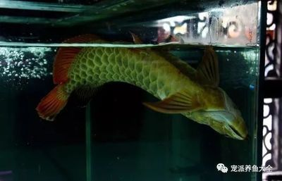 鐘山區(qū)年年有魚水族店