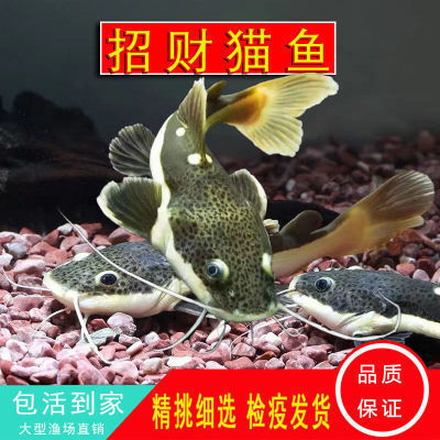 三門峽水族批發(fā)市場地址電話號碼（三門峽水族批發(fā)市場地址電話號碼查詢）