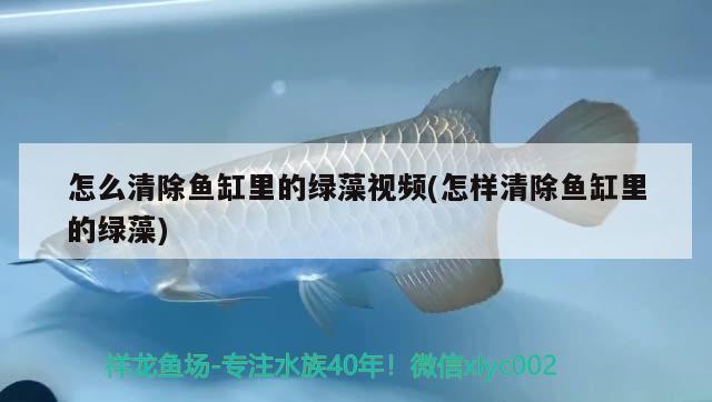 如何选购健康龙鱼（如何鉴别新买的龙鱼是否健康，新买的龙鱼准备适宜的水族箱） 水族问答