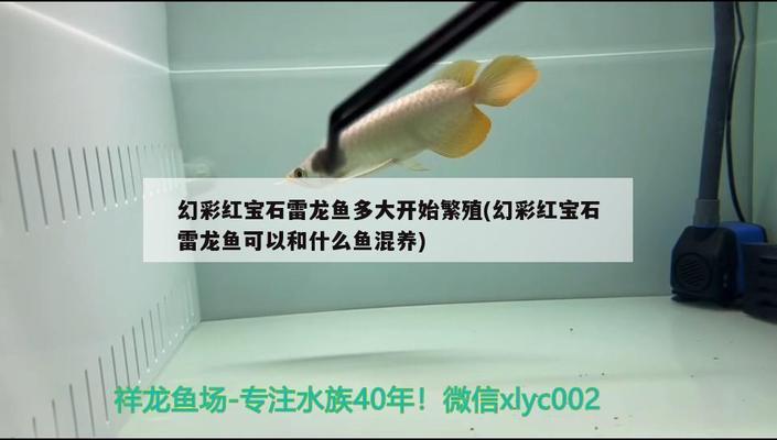 白色金龍魚多少錢一只啊（白色金龍魚多少錢一只啊圖片）