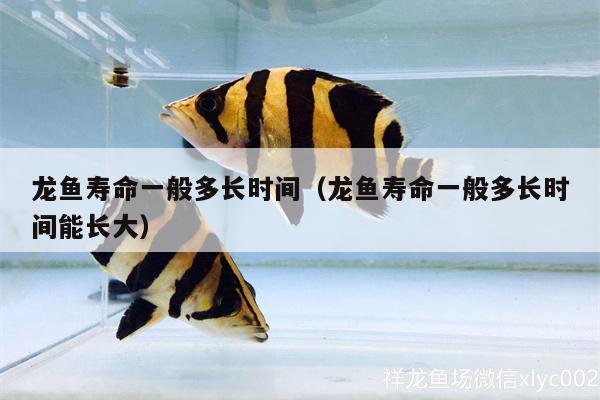 龍魚這是什么病 龍魚疾病與治療