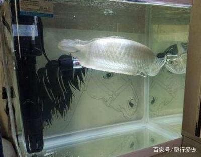 哈爾濱市道里區(qū)魚樂島水族用品館（哈爾濱市道里區(qū)魚樂島水族用品館電話）