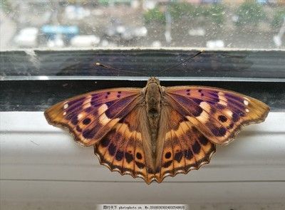 介休市阿峰水族館（介休市阿峰水族館電話）