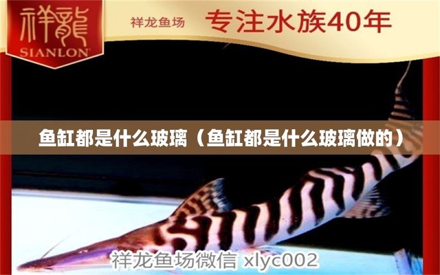 一米魚缸養(yǎng)什么淡水魚最好看呢（一米魚缸養(yǎng)什么淡水魚最好看呢視頻）