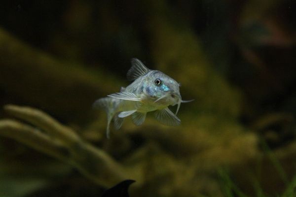 玉林市玉州區(qū)滿堂紅水族器材經(jīng)營部（玉林市玉州區(qū)滿堂紅水族器材經(jīng)營部電話）