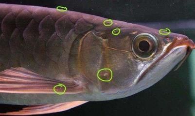 遼寧觀賞魚批發(fā)市場(chǎng)進(jìn)貨渠道（遼寧觀賞魚批發(fā)市場(chǎng)進(jìn)貨渠道有哪些）