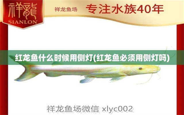 魚缸植物燈光效果（魚缸植物燈光效果圖） 祥龍水族醫(yī)院