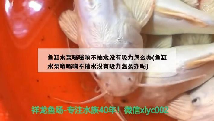 龍魚混養(yǎng)魚推薦圖片高清版（龍魚混養(yǎng)魚推薦圖片高清版大全）