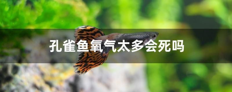 楚雄彝族自治州觀賞魚有哪些地方可以養(yǎng)殖（楚雄彝族自治州觀賞魚有哪些地方可以養(yǎng)殖的）