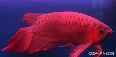 湛江魚缸定制哪家好些(湛江哪里賣魚缸便宜)