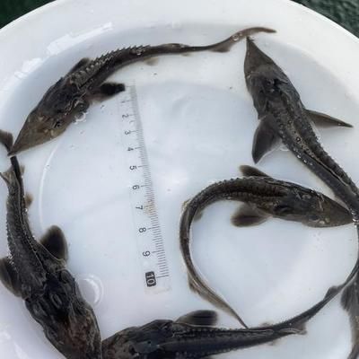 龍魚喂飼料好消化嗎視頻教程：龍魚喂飼料的注意事項(xiàng)