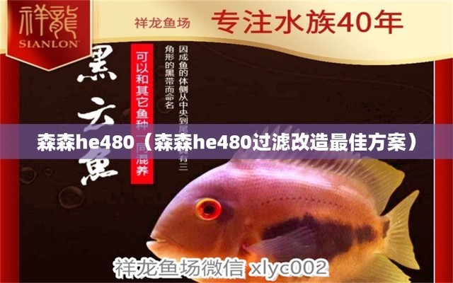 極品藍底過背金龍魚（藍底過背金龍魚視頻）