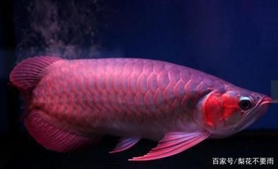 魚缸磕角了漏了怎么辦（魚缸角磕壞一點點漏了怎么補） 廣州觀賞魚批發(fā)市場