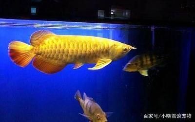 紅龍魚(yú)為什么比金龍魚(yú)貴：為什么紅龍魚(yú)的價(jià)格比金龍魚(yú)高？ 水族問(wèn)答 第2張