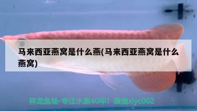 品牌魚缸有哪些牌子的（品牌魚缸有哪些牌子的好）