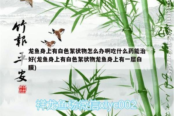 雷龍魚(yú)那個(gè)品種最兇（雷龍魚(yú)那個(gè)品種最兇猛） 廣州龍魚(yú)批發(fā)市場(chǎng)