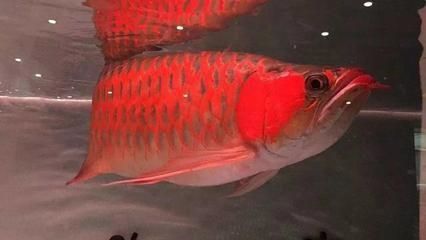 新余觀賞魚(yú)魚(yú)缸批發(fā)