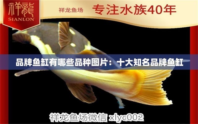 金魚缸放什么裝飾好看（金魚缸上擺放什么對(duì)風(fēng)水好?）