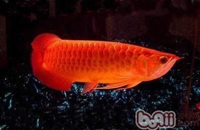 紅龍魚四大品牌是哪四個牌子的 水族問答