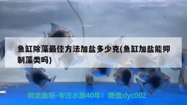 魚缸燈光照射多久長綠藻了：魚缸燈光照射多久長綠藻了呢