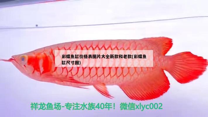 阿克蘇觀賞魚市場健康比品質(zhì)重要