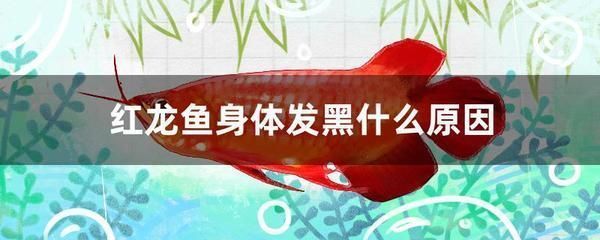 保定市二手魚缸交易市場（保定市二手魚缸交易市場在哪里）