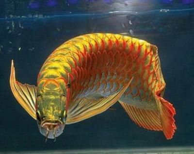 怎么調(diào)理魚(yú)缸水質(zhì)（怎么調(diào)理魚(yú)缸水質(zhì)好）