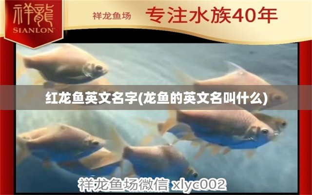 紅龍魚飼養(yǎng)技巧圖解大全圖片高清（紅龍魚飼養(yǎng)技巧圖解大全圖片高清視頻）