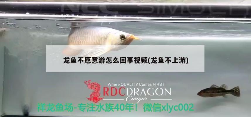 北京龍魚價格走勢分析最新（北京龍魚價格走勢分析最新消息） 祥龍水族醫(yī)院