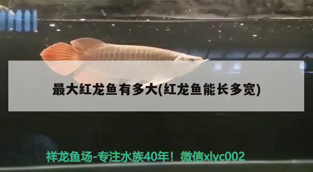 紅龍魚多大算成魚：紅龍魚不同體型的特征對(duì)比，如何判斷紅龍魚的年齡 紅龍魚百科 第5張