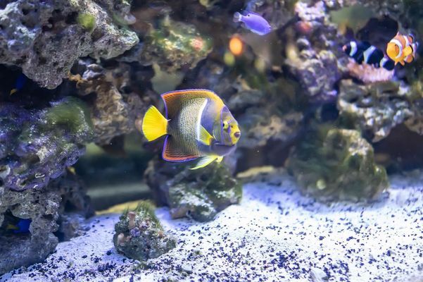 棗陽市可麗愛水族用品店（棗陽市可麗愛水族用品店地址）