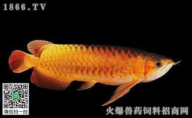 印度尼西亞龍魚價(jià)格（印度尼西亞龍魚價(jià)格表）