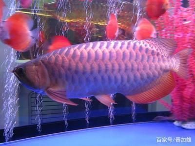 老式魚缸改造方案圖片（老式魚缸改造方案圖片大全） 泰龐海鰱魚