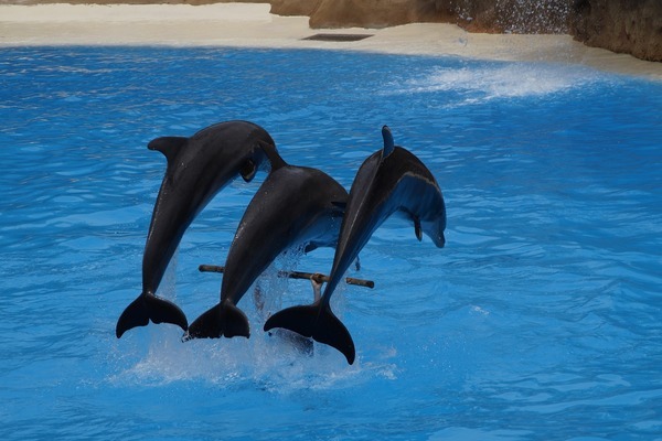 邯鄲水族批發(fā)市場（邯鄲水族批發(fā)市場vs祥龍魚場） 觀賞魚水族批發(fā)市場