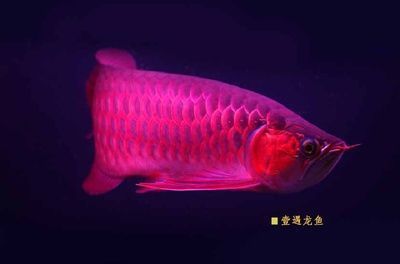 十大紅龍魚品牌排名榜：2018紅龍魚品牌排行榜 紅龍魚百科 第3張