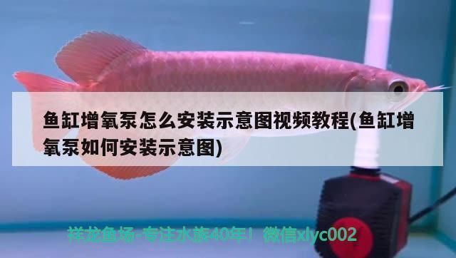 海水魚缸消毒用什么好（海水魚缸消毒用什么好呢）