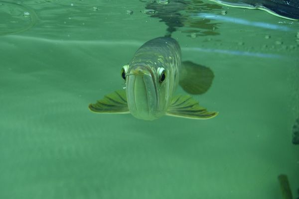 煙臺魚缸清理維護 其他品牌魚缸