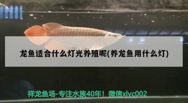 龙鱼用什么灯光最好养殖 龙鱼百科 第2张