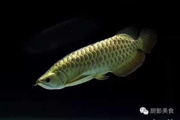 森森魚(yú)缸h2y61200ed咋樣（森森魚(yú)缸h2y6—1200ed）