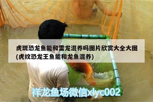 名貴淡水觀賞魚品種大全圖(名貴淡水觀賞魚品種大全圖片及價格)