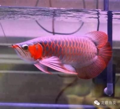 溫州哪里賣(mài)魚(yú)缸好一點(diǎn)的地方（溫州哪里賣(mài)魚(yú)缸好一點(diǎn)的地方有哪些）