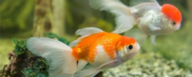 The Exotic World of <strong><mark>arowana</mark></strong> in Dabrowa Gornicza: A Guide to Location, Distribution, Business Hours, Products, and More
