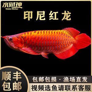 蘭州哪里有買魚缸的實(shí)體店（蘭州哪里有買魚缸的實(shí)體店?。? title=