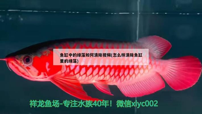 龍魚細(xì)菌性感染多久能恢復(fù)（龍魚細(xì)菌性感染多久能恢復(fù)正常）